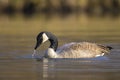 Canadian goose, Branta canadensis, washing