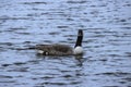 Canadian goose in calm blue water Royalty Free Stock Photo