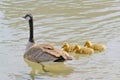 A Canadian goose casually swimming alongside its ducklings Royalty Free Stock Photo