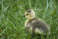 Canadian goose chick