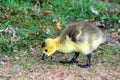 Canadian goose chick at Duddingston Loch, Scotland