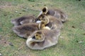 Canadian goose chicks at Duddingston Loch, Scotland