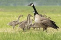 Canadian goose chicks and family Royalty Free Stock Photo