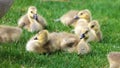 Canadian goose with chicks, geese with goslings walking in green grass in Michigan during spring. Royalty Free Stock Photo