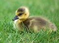 Canadian goose with chicks, geese with goslings walking in green grass in Michigan during spring. Royalty Free Stock Photo