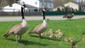 Canadian goose with chicks, geese with goslings walking in green grass in Michigan during spring. Royalty Free Stock Photo