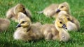 Canadian goose with chicks, geese with goslings walking in green grass in Michigan during spring. Royalty Free Stock Photo