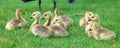 Canadian goose with chicks, geese with goslings walking in green grass in Michigan during spring. Royalty Free Stock Photo