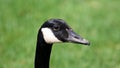 Canadian goose with chicks, geese with goslings walking in green grass in Michigan during spring. Royalty Free Stock Photo