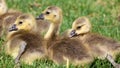Canadian goose with chicks, geese with goslings walking in green grass in Michigan during spring. Royalty Free Stock Photo