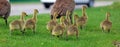 Kanadský hus mláďatá husi v zelená tráva v počas jar 