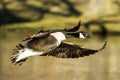 Canadian Goose Royalty Free Stock Photo