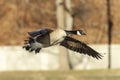 Canadian Goose Royalty Free Stock Photo