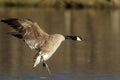 Canadian Goose Royalty Free Stock Photo