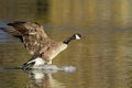 Canadian Goose Royalty Free Stock Photo