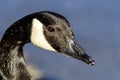Canadian Goose Royalty Free Stock Photo