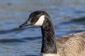 Canadian Goose