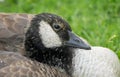 Canadian Geese at a Michigan Metro Park on a sunny day Royalty Free Stock Photo