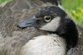 Canadian Geese at a Michigan Metro Park on a sunny day Royalty Free Stock Photo