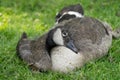 Canadian Geese at a Michigan Metro Park on a sunny day Royalty Free Stock Photo