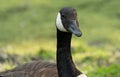 Canadian Geese at a Michigan Metro Park on a sunny day Royalty Free Stock Photo