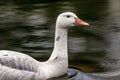 Canadian Goose Royalty Free Stock Photo