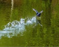 A Canadian goose disturbs the surface of an English lake during takeoff