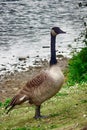 Canadian goose at Duddingston Loch, Scotland