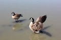 Canadian goose with extended wings