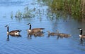 Canadian Goose Family Royalty Free Stock Photo