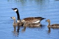 Canadian Goose Family Royalty Free Stock Photo