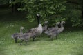 Canadian Goose Family with Goslings aka baby geese Royalty Free Stock Photo