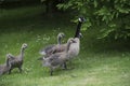 Canadian Goose Family with Goslings aka baby geese Royalty Free Stock Photo