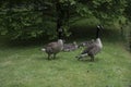 Canadian Goose Family with Goslings aka baby geese Royalty Free Stock Photo