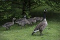 Canadian Goose Family with Goslings aka baby geese Royalty Free Stock Photo