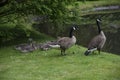 Canadian Goose Family with Goslings aka baby geese Royalty Free Stock Photo