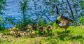 Canadian goose family near the river Royalty Free Stock Photo