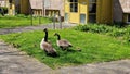 Canadian goose family with newborn goslings. Royalty Free Stock Photo