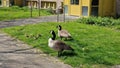 Canadian goose family with newborn goslings. Royalty Free Stock Photo