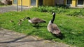 Canadian goose family with newborn goslings. Royalty Free Stock Photo