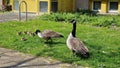 Canadian goose family with newborn goslings. Royalty Free Stock Photo