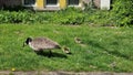 Canadian goose family with newborn goslings. Royalty Free Stock Photo