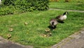 Canadian goose family with newborn goslings. Royalty Free Stock Photo