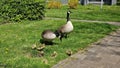 Canadian goose family with newborn goslings. Royalty Free Stock Photo