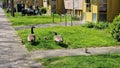 Canadian goose family with newborn goslings. Royalty Free Stock Photo