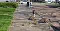 Canadian goose family with newborn goslings. Royalty Free Stock Photo