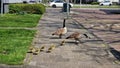 Canadian goose family with newborn goslings. Royalty Free Stock Photo
