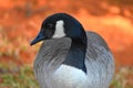 Canadian Goose feeding, profile