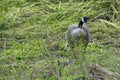 Canadian Goose, Bird Photography, Outdoor Wildlife, Nature