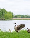 Canadian goose flapping wings by lakefront Royalty Free Stock Photo